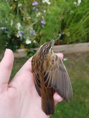 Acrocephalus schoenobaenus