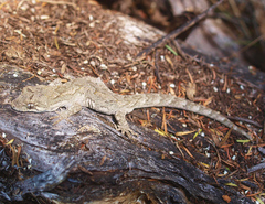 Mokopirirakau granulatus