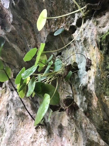 Dorstenia peltata