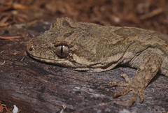 Mokopirirakau granulatus