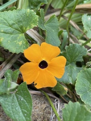 Thunbergia alata image