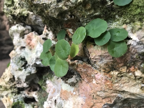 Dorstenia peltata