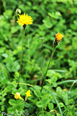 Leontodon saxatilis saxatilis