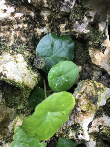 Dorstenia peltata