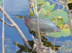 Butorides virescens image