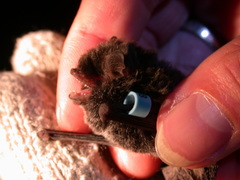 Submyotodon latirostris