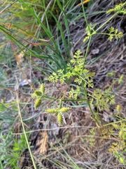 Small Bur Parsley (Caucalis daucoides)