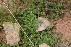 Leobordea divaricata