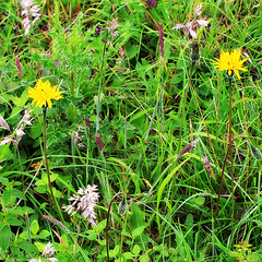 Leontodon saxatilis saxatilis