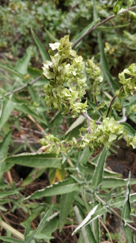Image of Salvia canariensis by (c) Ben Jobson, some rights reserved (CC BY)