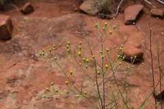 Senecio albanensis