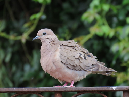 Eared Dove, photo 8 of 8
