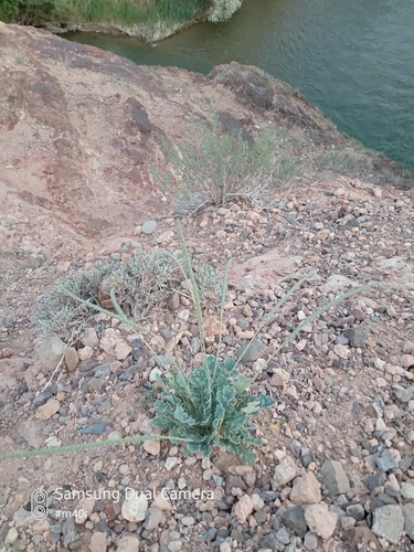 Glaucium squamigerum (Glaucium squamigerum)