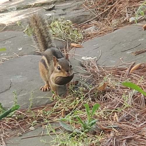 Eastern Chipmunk photographed in Indiana