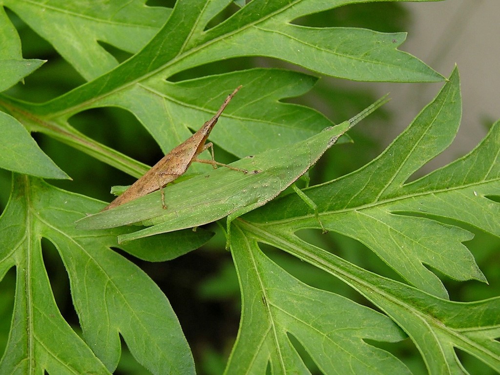 Atractomorpha angusta