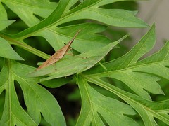 Atractomorpha angusta