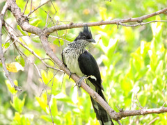 Clamator levaillantii