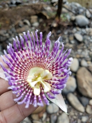 Passiflora laurifolia