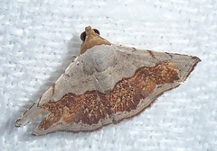 Eublemma semirufa