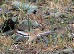 Montifringilla davidiana