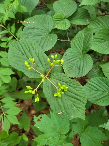 Image of Viburnum wrightii by (c) Zihao Wang, some rights reserved (CC BY)