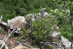 Senecio barbertonicus