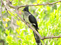 Clamator levaillantii