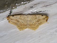 Pareclipsis umbrata