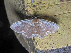 Orthoserica rufigrisea