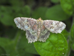 Paramaxates polygrapharia