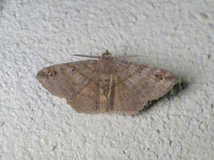Petelia medardaria
