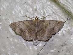 Petelia medardaria