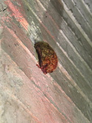 Harpiola isodon