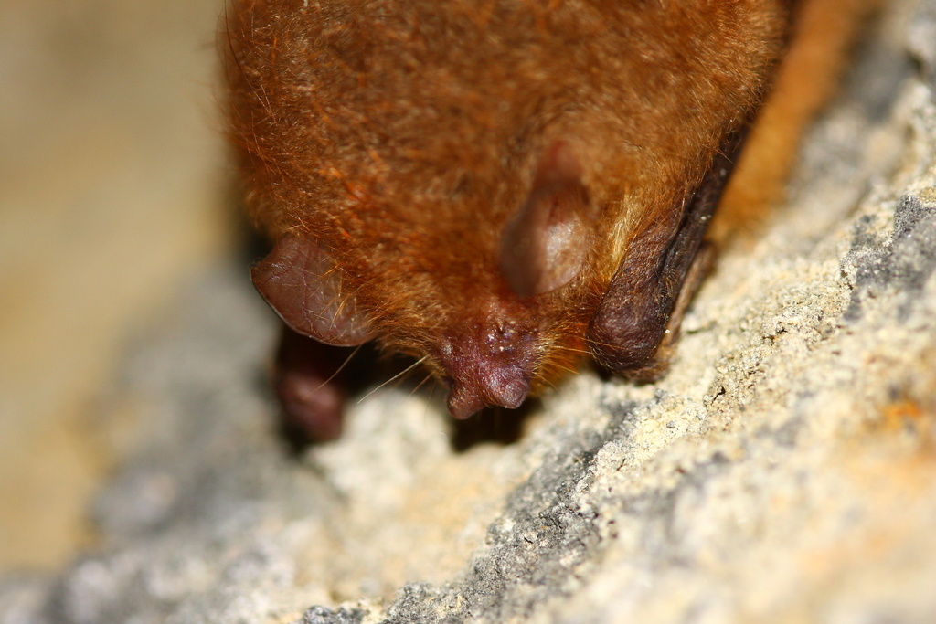 Bicolored Tube-Nosed Bat