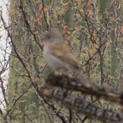 Spizella atrogularis