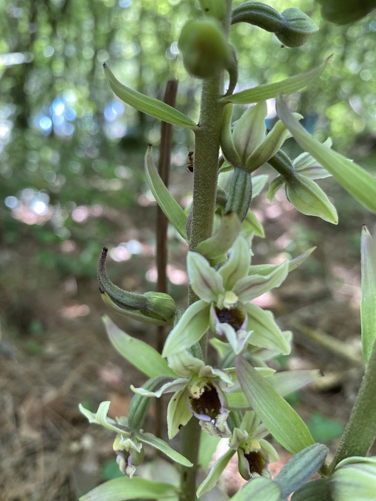 Epipactis krymmontana