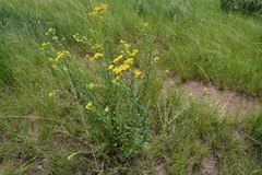 Nidorella auriculata