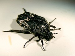 Protaetia acuminata