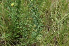 Nidorella auriculata