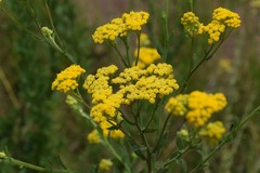 Nidorella auriculata