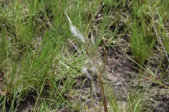 Andropogon eucomus
