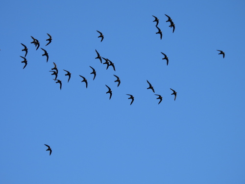 White-naped Swift (Streptoprocne semicollaris), photo 10