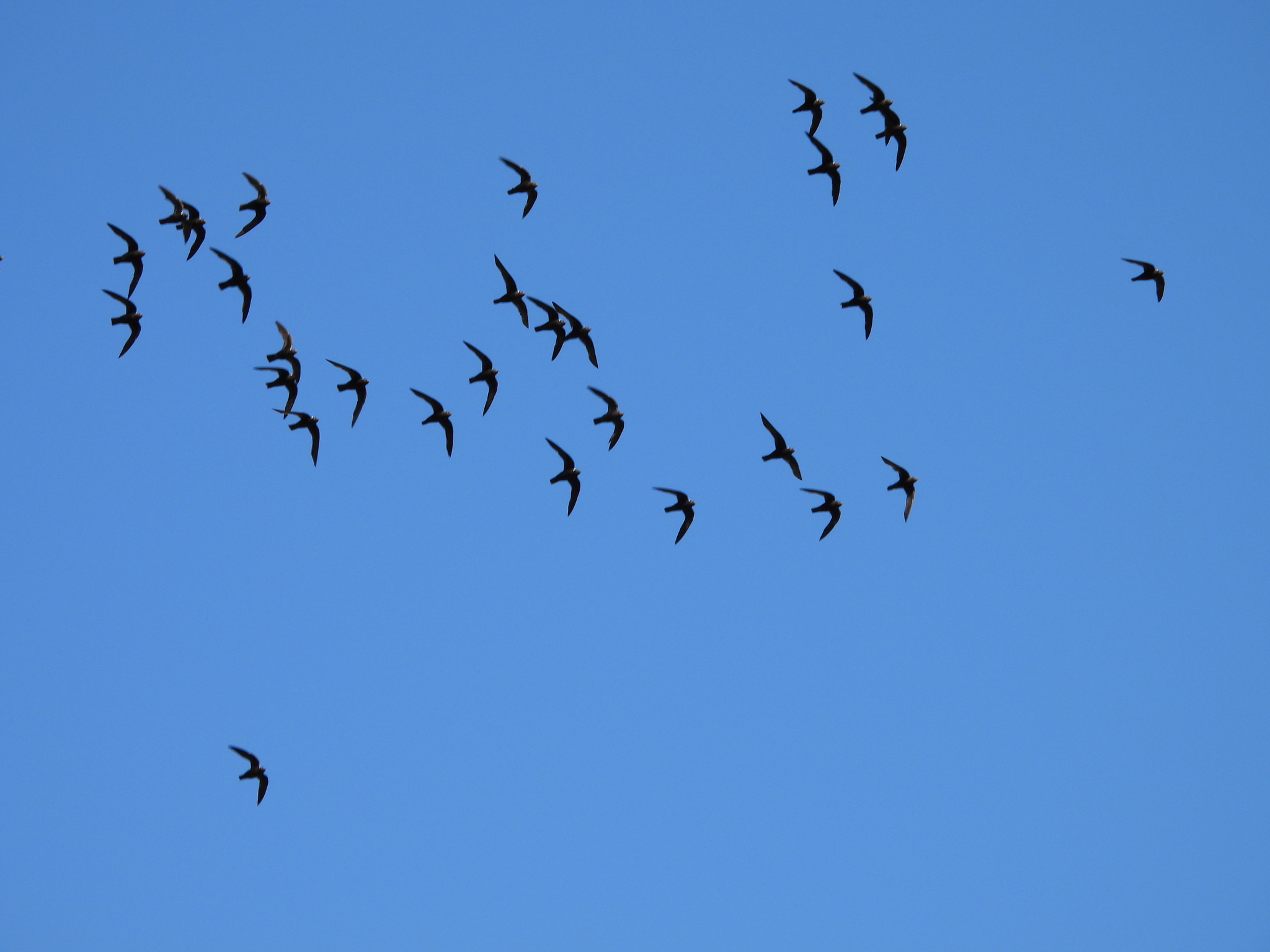 White-naped Swift (Streptoprocne semicollaris), photo 10
