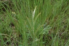 Helichrysum pannosum