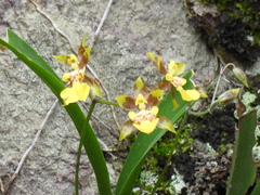 Sinaloa Silvestre, CC0, iNaturalist via GBIF Oncidium reflexum, photograph Sinaloa Silvestre, CC0, iNaturalist via GBIF
