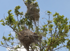 Stegodyphus mimosarum