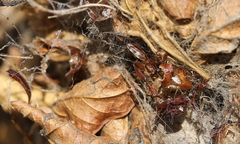 Stegodyphus mimosarum