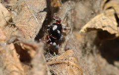 Stegodyphus mimosarum