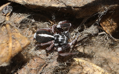 African Social Velvet Spider
