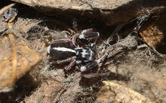 Stegodyphus mimosarum